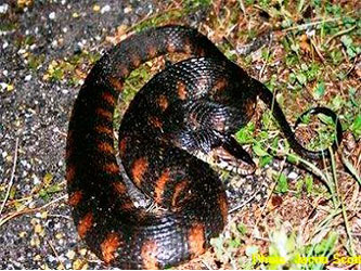 Florida water snake